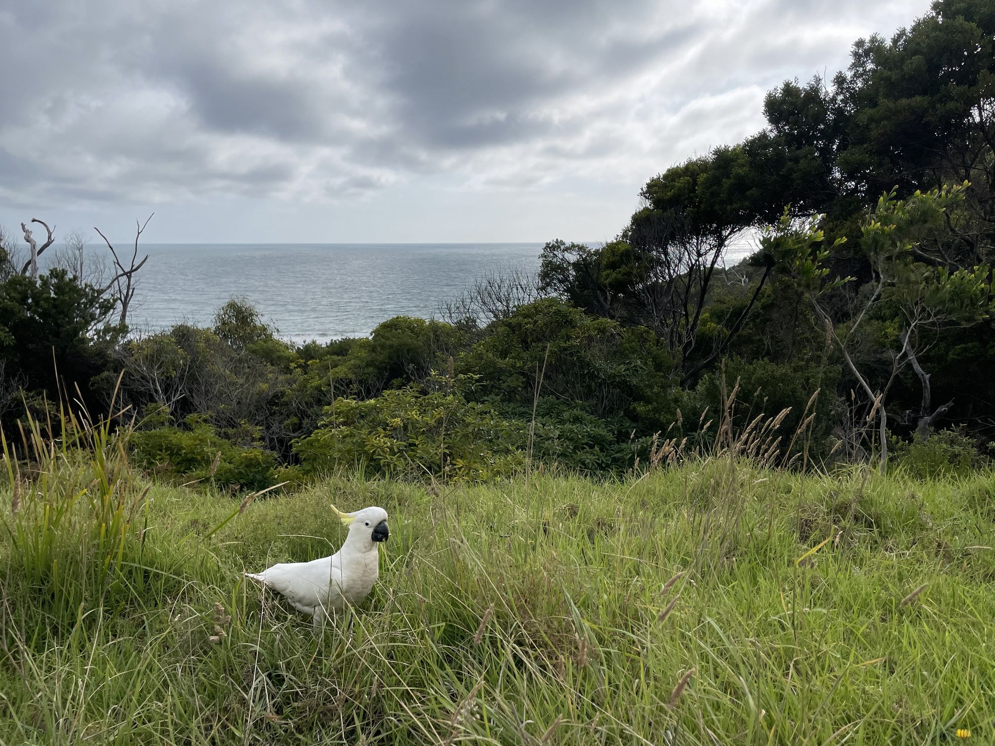 3 jours sur la Great Ocean Road