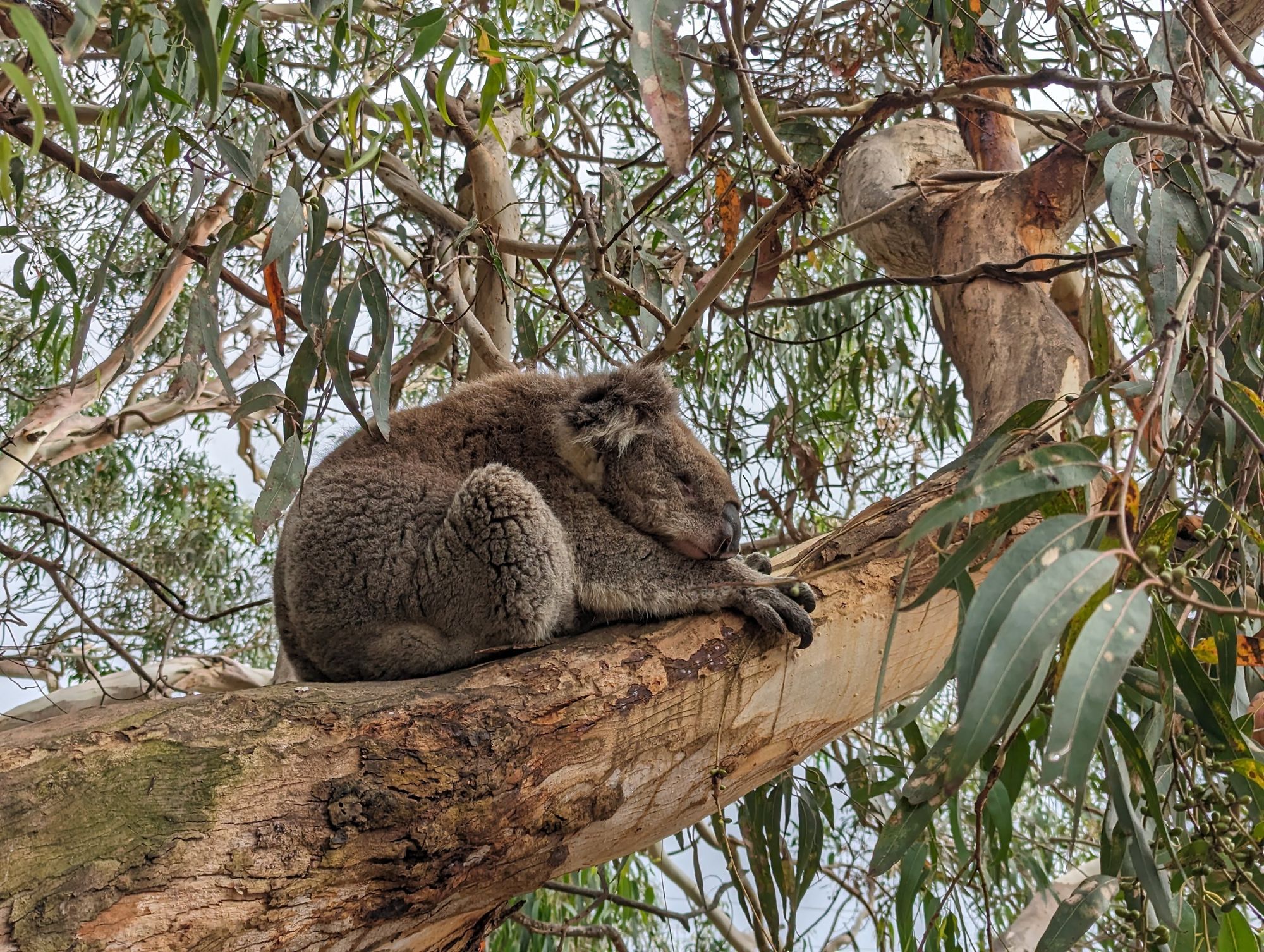 3 jours sur la Great Ocean Road