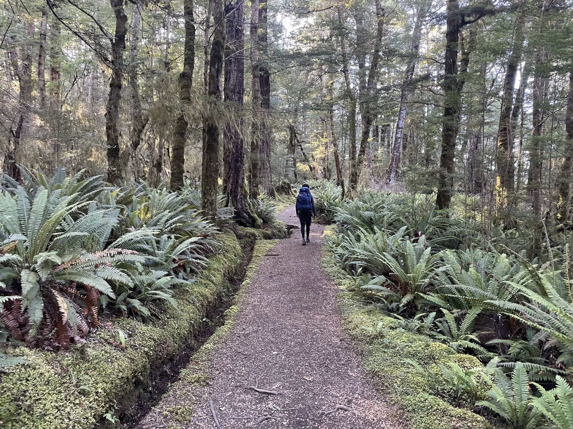 50 nuances de vert dans le parc national du Fiordland