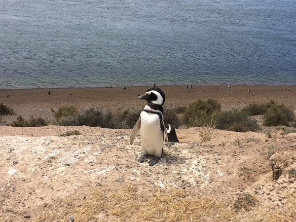 Peninsula Valdés & Punta Tombo, la diversité de la faune argentine